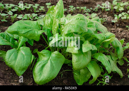 Organische Spinat wächst im Garten. Gesundes Essen. Vegetarismus. Quelle von Protein, Zink. Stockfoto