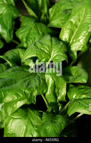 Organische Spinat wächst im Garten. Gesundes Essen. Vegetarismus. Quelle von Protein, Zink. Stockfoto