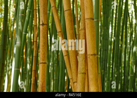 Bambouseraie de Parafrance, Botanischer Garten, Generargues in der Nähe von Anduze, Gard, Languedoc-Roussillon, Frankreich, Europa Stockfoto