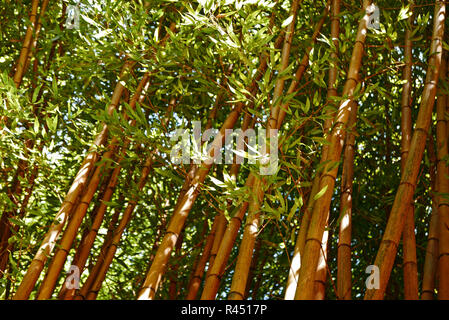 Bambouseraie de Parafrance, Botanischer Garten, Generargues in der Nähe von Anduze, Gard, Languedoc-Roussillon, Frankreich, Europa Stockfoto