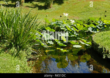 Bambouseraie de Parafrance, Botanischer Garten, Dragon Valley, Japanischer Garten, Lotusblüte, Generargues in der Nähe von Anduze, Gard, Languedoc-Roussillon, Franc Stockfoto