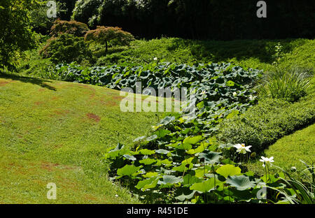 Bambouseraie de Parafrance, Botanischer Garten, Dragon Valley, Japanischer Garten, Lotusblüte, Generargues in der Nähe von Anduze, Gard, Languedoc-Roussillon, Franc Stockfoto