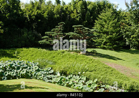 Bambouseraie de Parafrance, Botanischer Garten, Taxus cuspidata Bonsai Baum, Dragon Valley, Japanischer Garten, Generargues in der Nähe von Anduze, Gard, Languedoc-Ro Stockfoto