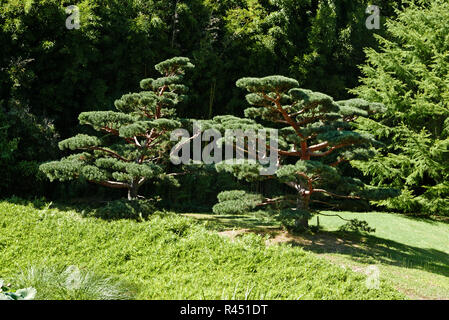 Bambouseraie de Parafrance, Botanischer Garten, Taxus cuspidata Bonsai Baum, Dragon Valley, Japanischer Garten, Generargues in der Nähe von Anduze, Gard, Languedoc-Ro Stockfoto