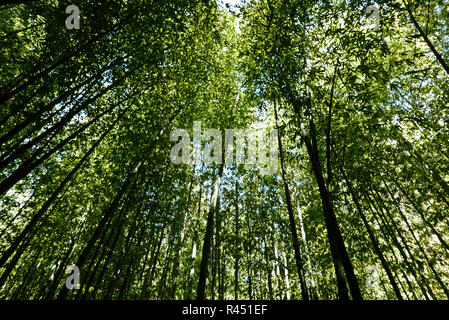 Bambouseraie de Parafrance, Botanischer Garten, Generargues in der Nähe von Anduze, Gard, Languedoc-Roussillon, Frankreich, Europa Stockfoto