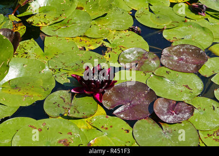 Bambouseraie de Parafrance, Botanischer Garten, lila Seerose, Generargues in der Nähe von Anduze, Gard, Languedoc-Roussillon, Frankreich, Europa Stockfoto
