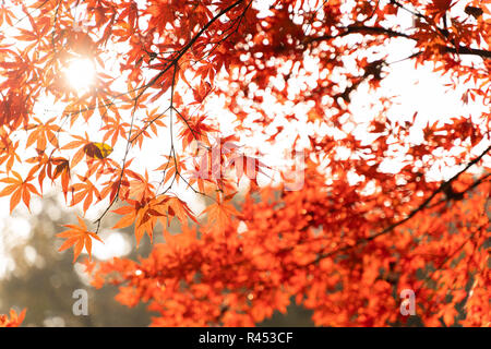 (181125) - CHANGSHA, November 25, 2018 (Xinhua) - Foto an November 25, 2018 zeigt die Blätter rot von yuelu Berg in Changsha gefärbt, zentralen Hunan Provinz Chinas. (Xinhua / Zhang Xiaoyu) (Wsw) Stockfoto