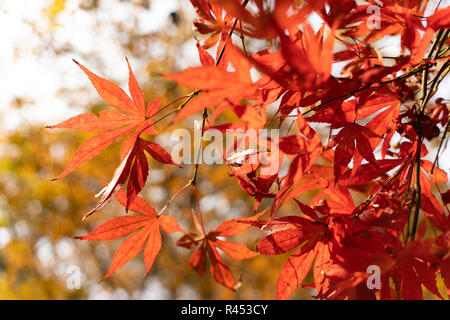 (181125) - CHANGSHA, November 25, 2018 (Xinhua) - Foto an November 25, 2018 zeigt die Blätter rot von yuelu Berg in Changsha gefärbt, zentralen Hunan Provinz Chinas. (Xinhua / Zhang Xiaoyu) (Wsw) Stockfoto