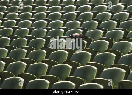 Dublin, Irland. 25. November 2018. Ein Vogel im Aviva Stadium gesehen, auf die Ankündigung der neuen irischen Manager Mick McCarthy. Foto: ASWphoto Credit: ASWphoto/Alamy leben Nachrichten Stockfoto