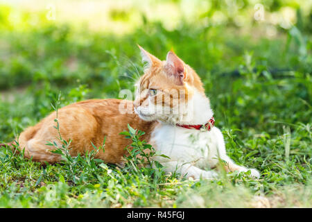 Nette lustige rote weiße Katze in rotem Kragen entspannen auf dem grünen Gras im Sommer Garten. Sonnenuntergang, Dolly, geringe Tiefe des Feldes Stockfoto