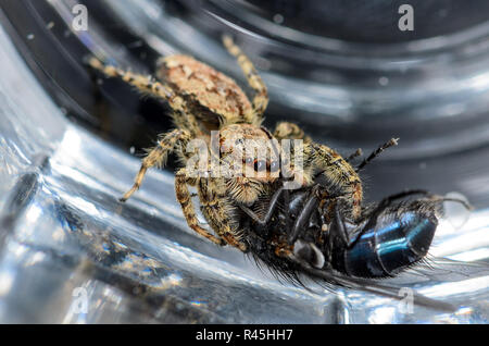 Jumping spider mit Fliege in seinen Krallen Stockfoto