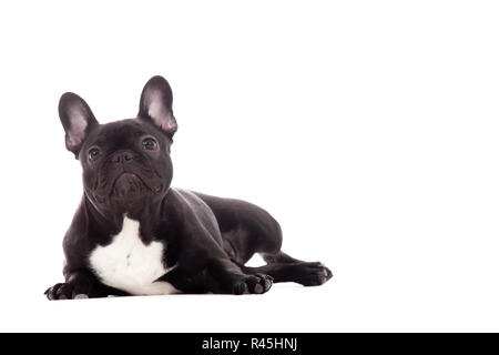 Franse buldog auf Weiß Stockfoto