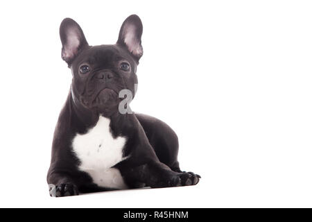 Franse buldog auf Weiß Stockfoto