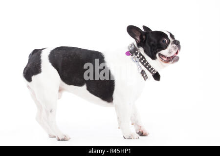 Franse buldog auf Weiß Stockfoto