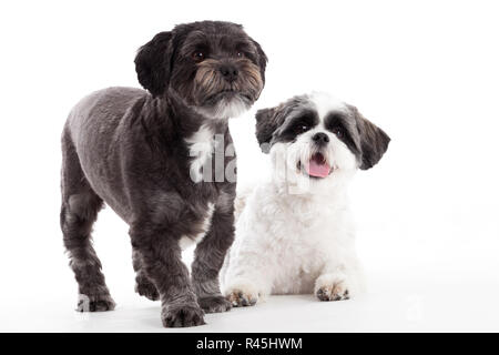 2 Shi Tzu hunde im Studio Stockfoto