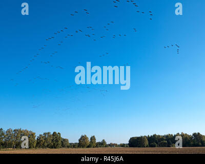 Bird Migration der wilden Enten Stockfoto