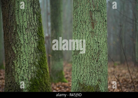 Alten Eichen im Herbst Wald auf nebligen Tag Stockfoto