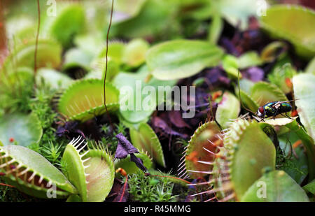 Venus Fliegenfalle Dionaea muscipula mit Beute Stockfoto