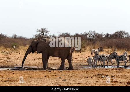 Herde von afrikanischen Elefanten am Wasserloch Stockfoto