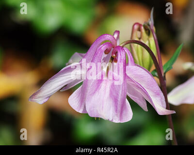 Columbine Blütenstand Stockfoto