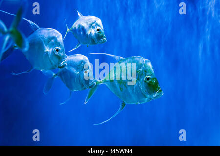 Viele Silber Lookdown Fische im Aquarium Stockfoto