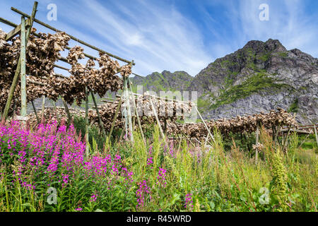 Trocknen stockfisch Lofoten norwegen Stockfoto