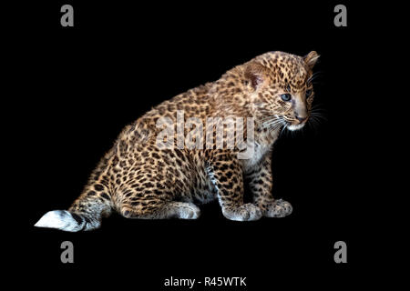 Schließen leopard Cub auf schwarzem Hintergrund Stockfoto