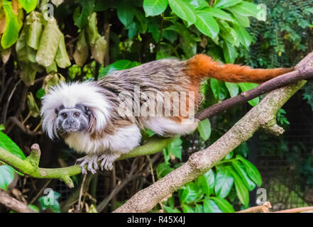 Baumwolle vorangegangen Tamarin Affen laufen über eine Zweigniederlassung eine seltene und vom Aussterben bedrohte exotische Tierart aus Kolumbien. Stockfoto