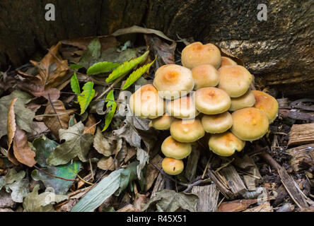 Cluster von Schwefel Büschel Pilze auch als der "Clustered woodlover im Herbst im Wald bekannt Stockfoto