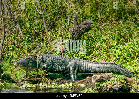 Großes Krokodil in den Feuchtgebieten Annäherung an das Wasser. Stockfoto