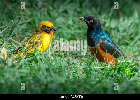 Dieses Bild des Speke Weaver Vogel und ausgezeichnete Starling Vogel ist in der Lake Nakuru in Kenia. Stockfoto