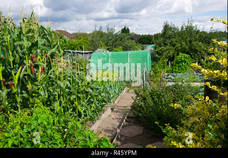 UK Zuteilung im Sommer Stockfoto