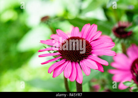 Leuchtend rosa Echinacea purpurea, schöne Grenze mehrjährig und ein kaltes Hilfsmittel Stockfoto