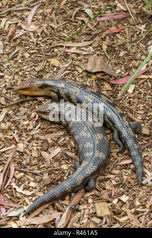 Tasmanian blue-tongued Eidechsen Stockfoto