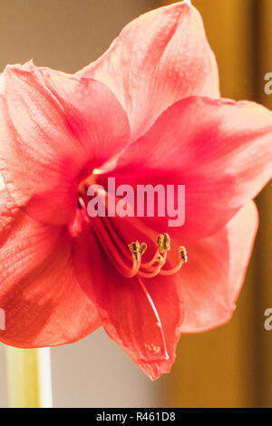 Soft Focus Bild in voller Blüte rosa amarylis Blumen, Schweiz Stockfoto