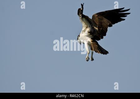 Einsame Osprey Jagd auf den Flügel in einem blauen Himmel Stockfoto