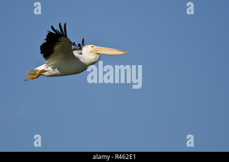 Amerikanischer weißer Pelikan fliegen in einen blauen Himmel Stockfoto