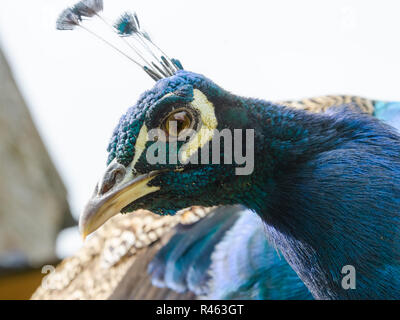 Kopf geschossen von einem blauen Pfau außerhalb Stockfoto