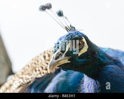 Kopf geschossen von einem blauen Pfau außerhalb Stockfoto