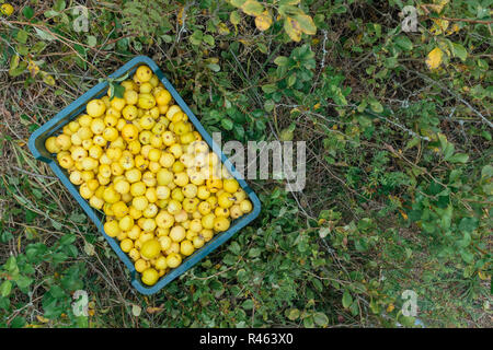 Quitte Büsche in der ökologischen Obstplantage Stockfoto