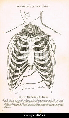 Organe des Thorax. Diagramm aus dem 19. Jahrhundert. Stockfoto