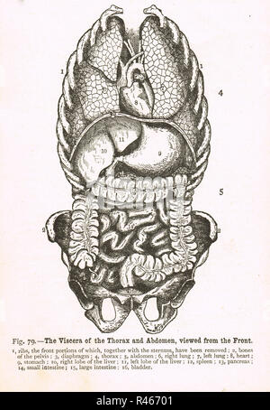 Eingeweide des Thorax und Abdomen, gesehen von der Vorderseite. Diagramm aus dem 19. Jahrhundert. Stockfoto