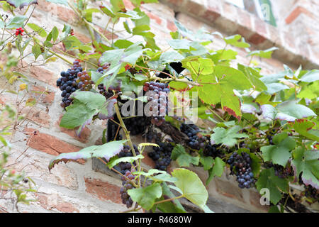 Trauben, die an einer Hauswand Stockfoto