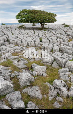 Eiche wächst in Kalkstein Fahrbahn in Hutton Roof Crags Naturschutzgebiet, England Stockfoto