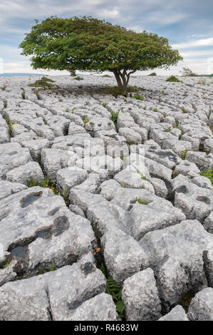 Eiche wächst in Kalkstein Fahrbahn in Hutton Roof Crags Naturschutzgebiet, England Stockfoto