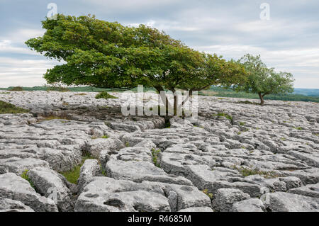 Eiche wächst in Kalkstein Fahrbahn in Hutton Roof Crags Naturschutzgebiet, England Stockfoto