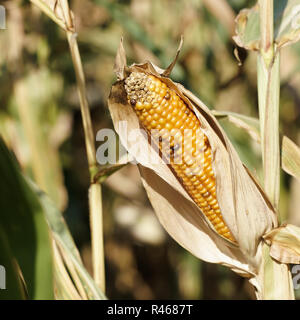 Mais auf einem Feld Stockfoto