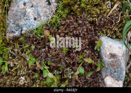 Die Flechten Moos Cetraria islandica (Island) in den montanen Heide der Cairngorms, Schottland wächst Stockfoto