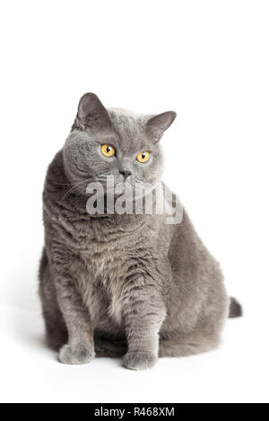 Grau britische Katze sitzt auf einem weißen Hintergrund Stockfoto