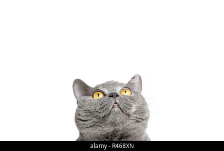 Grau britische Katze, die auf einem weißen Hintergrund Stockfoto